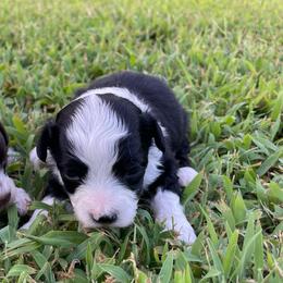 Black White Male - Black and white male Aussiedoodle puppy in Bee Branch, Arkansas from Scroggins Creek Doodles