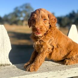 Miracle - Red  female Goldendoodle puppy in Waterford, California from Alvdoodles