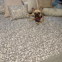 French Bulldog puppies from Falco’s Frenchies