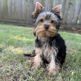 Mia - Blue and gold female Yorkshire Terrier puppy in Portland, Oregon from Bohemian Beauty Yorkshire Terrier