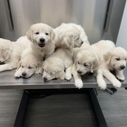 Golden Retriever Puppies from Prim Family Goldens