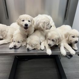 Golden Retriever Puppies from Prim Family Goldens