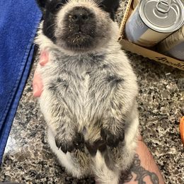 Australian Cattle Dog Puppies from Folie à Deux Australian Cattle Dogs
