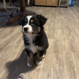 Dutch - Black tri-color male Australian Shepherd puppy in Defuniak Springs, Florida from Blue Cypress Stock dogs