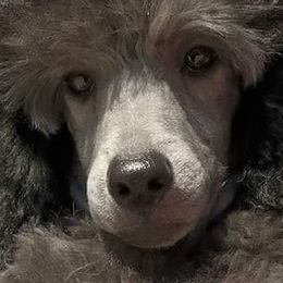 Poodles from Aurak