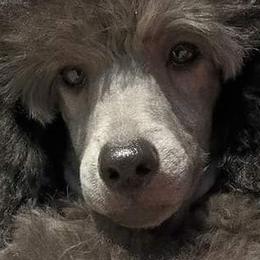 Poodles from Aurak