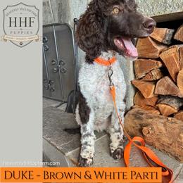 DUKE - Parti male Poodle puppy in Charlo, Montana from Heavenly Hilltop Farm