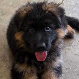 Male - Black and red male German Shepherd puppy in Brooksville, Florida from Vom Hundhaus Shepherds