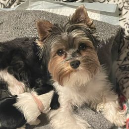 Penny - Yorkshire Terrier