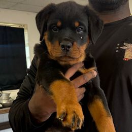 Girl 1 - Black and mahogany female Rottweiler puppy in Beebe, Arkansas from Rottweilers Vom Haus Forte