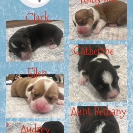 American Corgi, Companion Cross, and Deutsch-Drahthaar Puppies from Brave Country Kennels