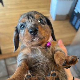Dachshunds from Heart of the Thumb Dachshunds