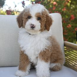 Max - Brown and white male Bernedoodle puppy in North Ogden, Utah from Bourbon Bernedoodles