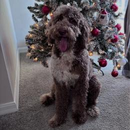 Skye - Merle female Goldendoodle puppy in Fort Myers, Florida from Gandystailsofjoy