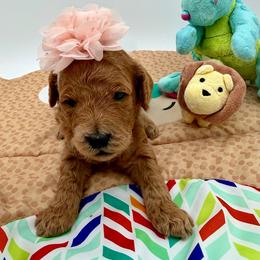 Gigi - Apricot female Goldendoodle puppy in Willacoochee, Georgia from Kitandkboodle's Doodles