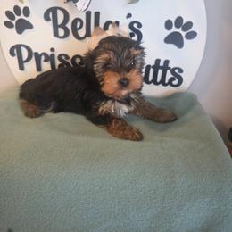 Dolph - Black and tan male Yorkshire Terrier puppy in Clermont, Florida from Bella's Prissy Butts
