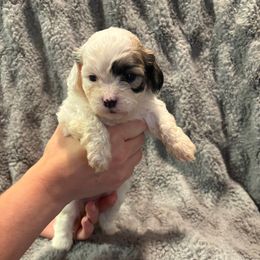 Dot - Brown and white female Shichon puppy in Onawa, Iowa from Parico Puppies