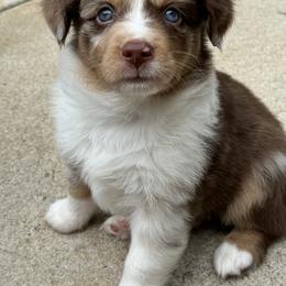 Aussiedoodle and Miniature American Shepherd Puppies from Lori Davis