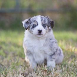 Biscuit - Blue merle male Miniature American Shepherd puppy in Stephenville, Texas from Diamond H Aussies