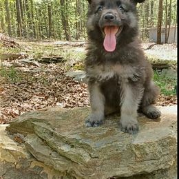 Shiloh Shepherd Puppies from Orchard Hills Shilohs