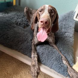 Dashing “Dash” - German Shorthaired Pointer puppy from GSP Pointer Family