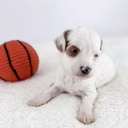 Jersey - Parti female Goldendoodle puppy in Jamestown, Kentucky from Milk & Honey Doodles