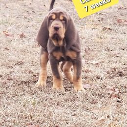 Bloodhound Puppies from KRC Ozark Mountain Bloodhounds