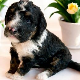 Poppy - Tri-color female Bernedoodle puppy in Huntsville, Alabama from Falcon Ridge Doodles