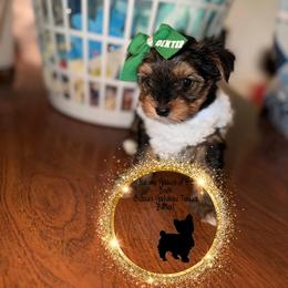 Dexter - Black and tan male Yorkshire Terrier puppy in Montgomery County, Alabama from Alabama Yorkies of the South (Sierra’s Yorkshire Terrier Babies)