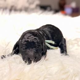Pandora - Black female Goldendoodle puppy in Arlington, Texas from Chambers Doodle Patch