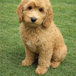Chestnut - Red  male Goldendoodle puppy in Boise, Idaho from Goldendoodle Baby