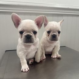 French Bulldog puppies from Maci Card