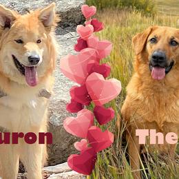 Chinook puppies from Desert Sol Chinooks