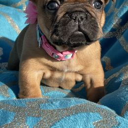 Australian Shepherd and French Bulldog Puppies from Golden Oak Gypsy