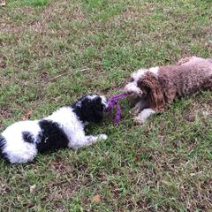 Chinese Cresteds and Spanish Water Dogs from MilAcres Kennels