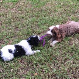 Chinese Cresteds and Spanish Water Dogs from MilAcres Kennels