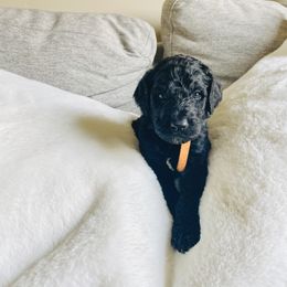 Boy 1 - Poodle puppy in West Jordan, Utah from Sorensen Standard Poodles