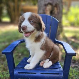 Girl 3 - White female Karakachan puppy in Commerce, Georgia from Peppermint Rose Ranch