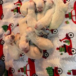 Hades - Light golden male Golden Retriever puppy in Colorado Springs, Colorado from Sharp Guardians and Goldens