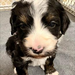 Purple collar girl - Tri-color female Bernedoodle puppy in Lake, Michigan from 3 King Doodles & Poodles