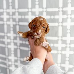 Hyssop - Red  female Goldendoodle puppy in Greencastle, Indiana from Willow & Co.