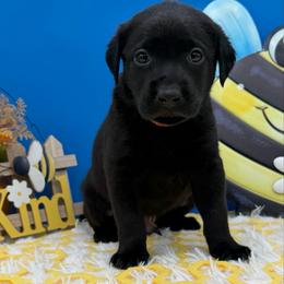 Orange - Black male Labrador Retriever puppy in Heath Springs, South Carolina from Rich Hill Retrievers