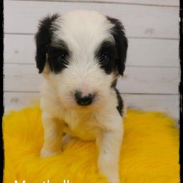 Meatball - Black and white male Sheepadoodle puppy in Farley, Iowa from Iowa's Doodle Co.