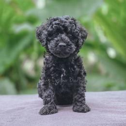 Obsidian - Black and white male Aussiedoodle puppy in Centreville, Mississippi from Trin's Designer Doodles
