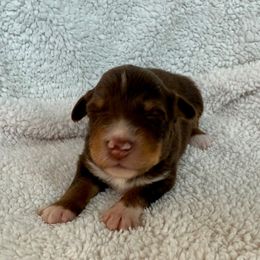 Eloise - Red tri-color female Australian Shepherd puppy in Blomkest, Minnesota from Meljestic Farms