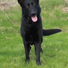 Libby - German Shepherd