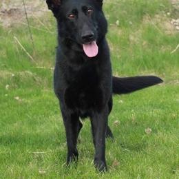Libby - German Shepherd