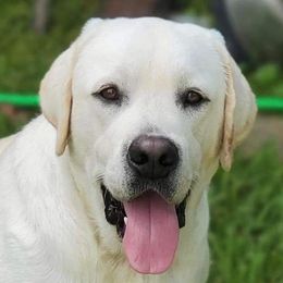 Drago - Labrador Retriever
