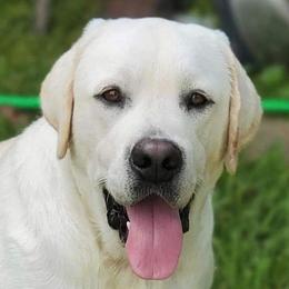 Drago - Labrador Retriever