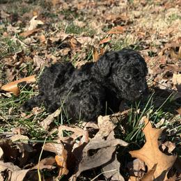 Boy 1 - Silver male Poodle puppy in Cabool, Missouri from Rafter B Farms
